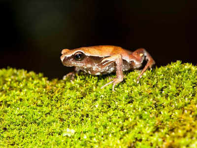 Delhi University researchers discover new species of frogs in Western Ghats