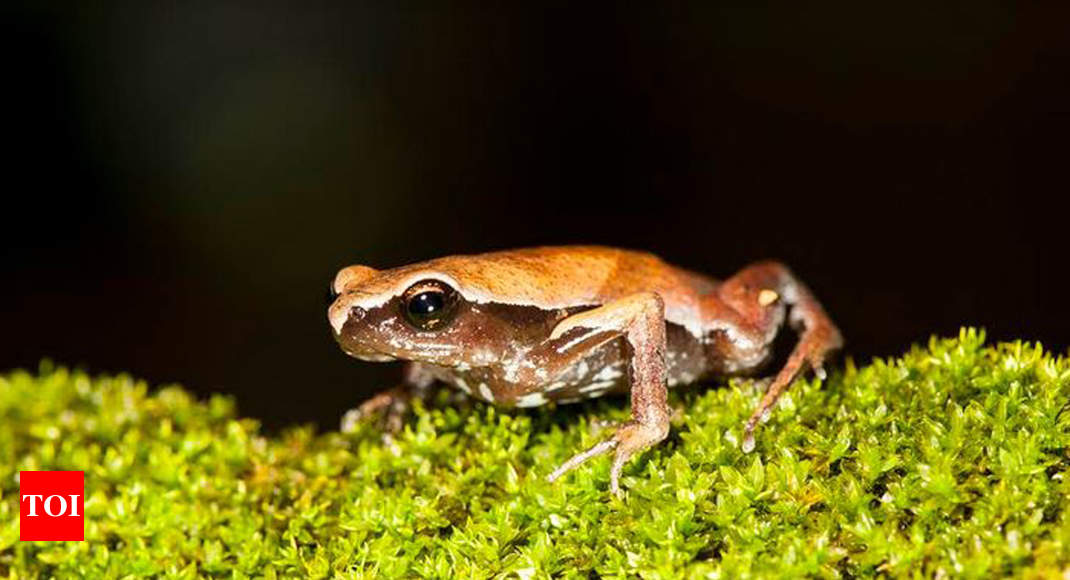 Delhi University researchers discover new species of frogs in Western