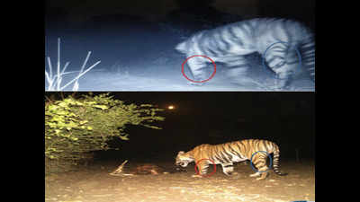 Tiger spotted in Gujarat walked all the way from Ratapani in MP