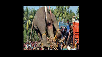 Howrah elephants reach Purulia forest 32 hours after being darted