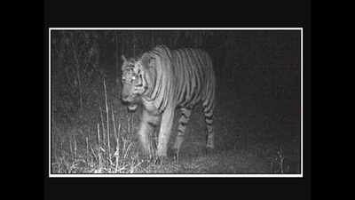 Gujarat had inputs about tigers for past few years