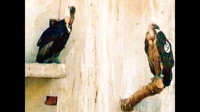 Veterinary drug mafia feeds on vultures