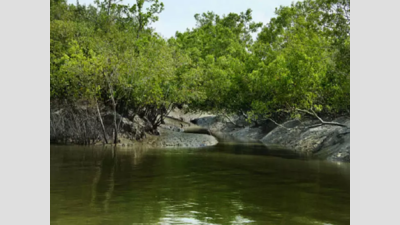 Sundarbans islands shrinking due to climate change