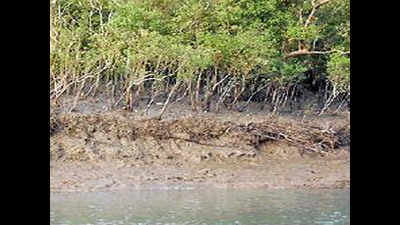 ‘Don’t interfere with Sunderbans rivers’