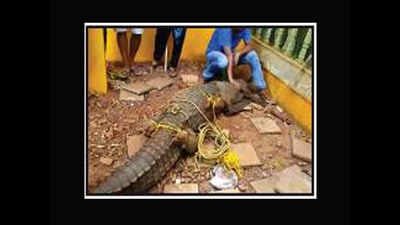 Crocodile strays into Salvador do Mundo home
