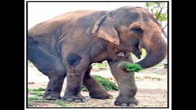 Activists rescue elephant Champa in Ahmednagar