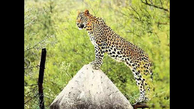 Two cages to capture leopard in Masuda