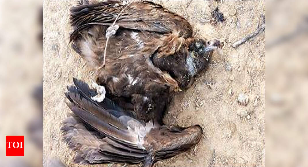 Rare species of vultures found dead Jaipur News Times of India