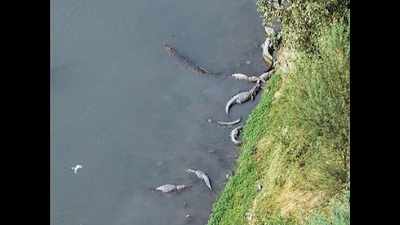 Wildlife activist to conduct census of Vishwamitri crocs