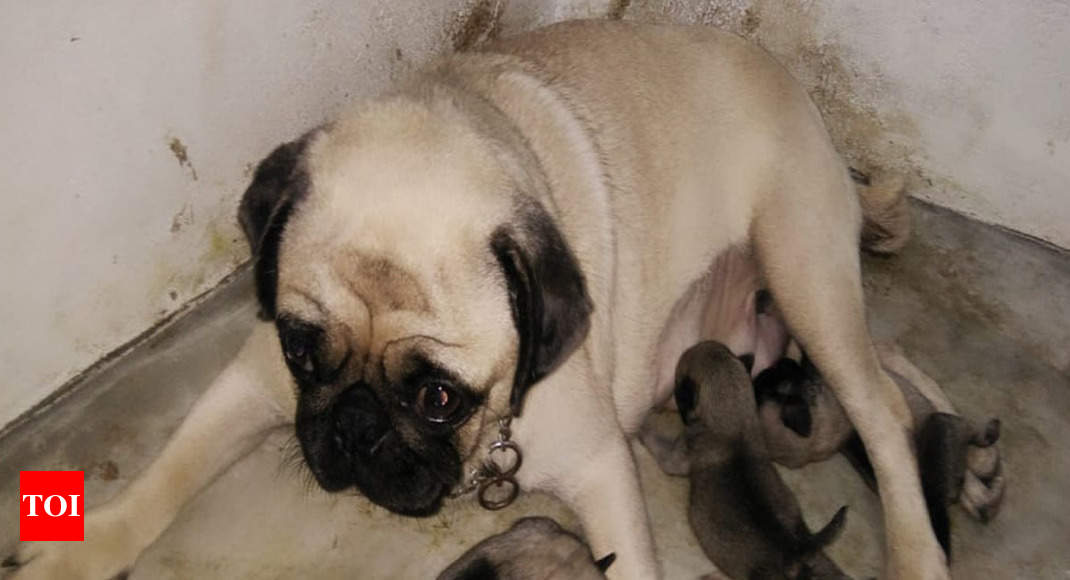 Pug delivery stirs up row in Kerala; owner complains to CM's office |  Thiruvananthapuram News - Times of India