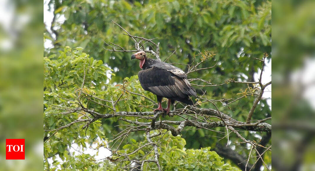 WILDLIFE Wounded Bird Records メロハー Vulture safe zone across south Indian states mooted