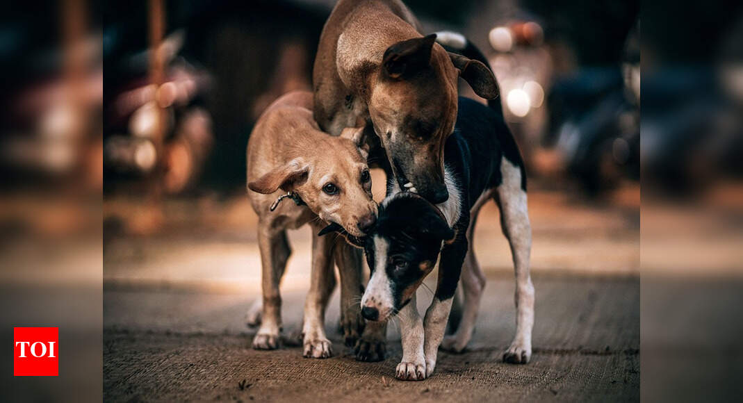 Street dog birth control drive in 12 urban areas Ranchi News Times of India