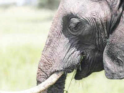 Wild elephant shields girl, 4, from own herd