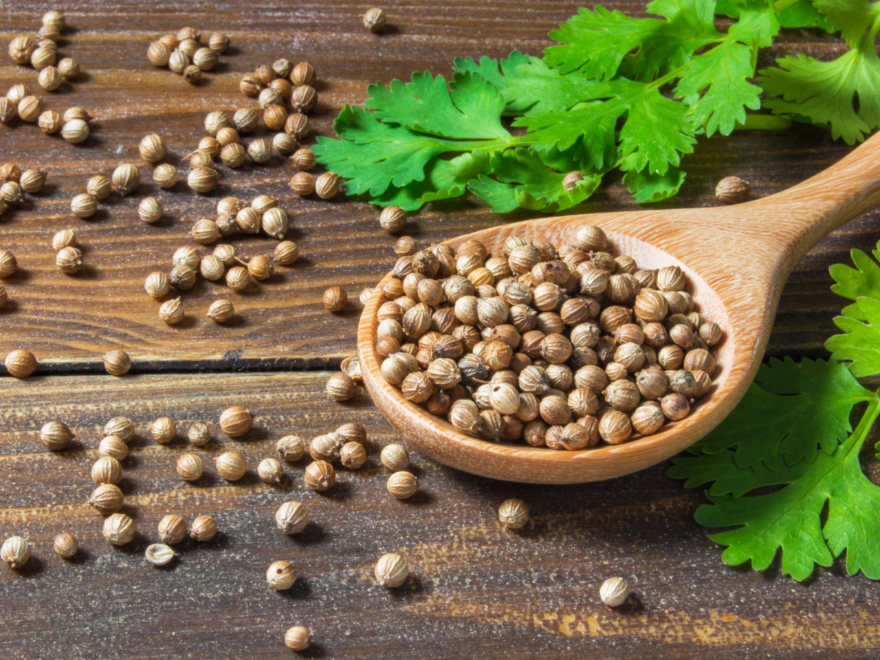 Coriander seed and it's health benefits - Times of India