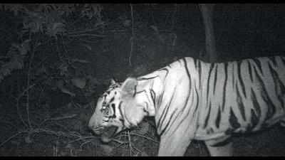 Over 3k villagers sensitized about tiger safety