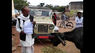 MP: Out of cash, farmer offers buffalo as bribe in Tikamgarh
