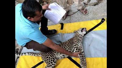 Leopard cub paralyzed in road mishap, learns to walk again