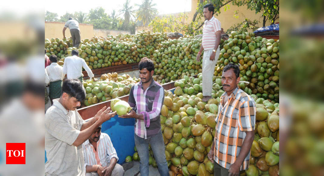 BMC’s hard blow to tender coconut sellers: Dispose of husk and shells ...