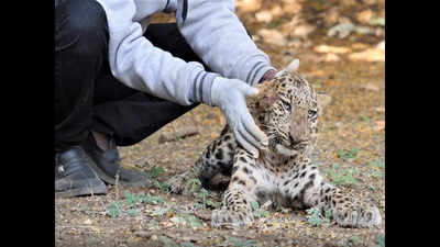 Mumbai: Paralyzed leopard cub back on its feet after massage, physio sessions