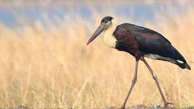 Is Kerala becoming a ‘hot’spot for migratory birds?