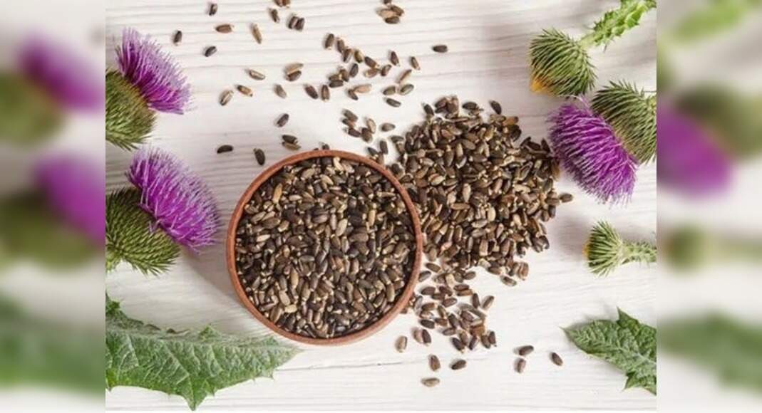 milk thistle for type 2 diabetes Milk thistle can help regulate blood