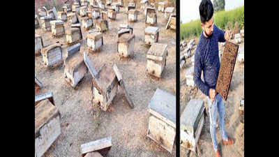 Farmers stuck to wheat-paddy like honey, Amritsar lad offers plan bee