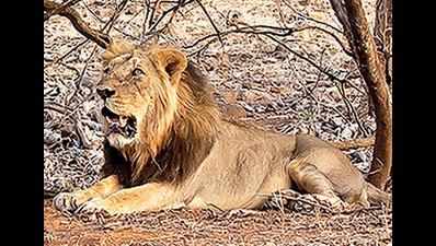 Kamal Nath writes to PM on translocation of Gir Lions to Kuno park