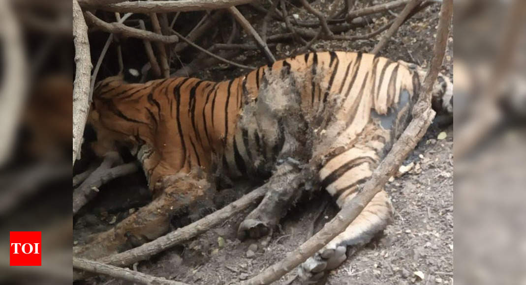 Days after sighting, tiger found dead in Gujarat forest | Ahmedabad ...