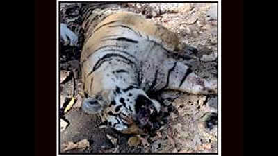 Cannibal tiger kills & eats another in Madhya Pradesh's Pench national park