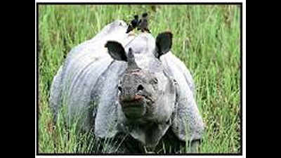 North Bengal rhino count up 12% in 4 years, now at 280
