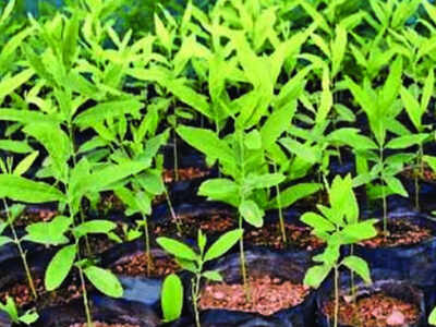Koraput Seeks Boost In Sandalwood Tree Stock Bhubaneswar News Times Of India
