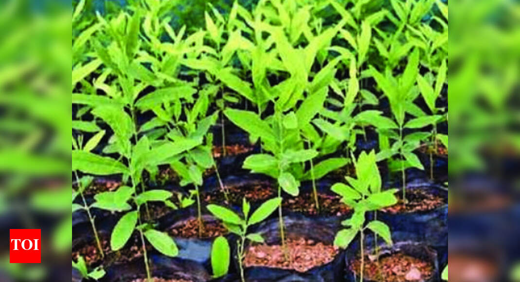 Koraput Seeks Boost In Sandalwood Tree Stock Bhubaneswar News Times Of India