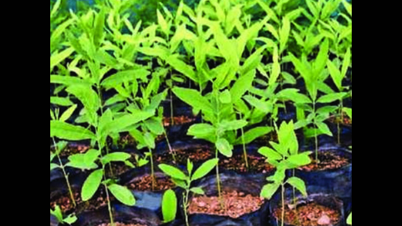 delhi: 1,000 Sandalwood saplings to be planted in Delhi; guards to provide  24/7 security - The Economic Times