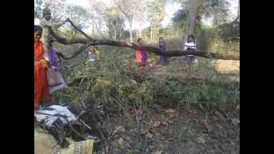 Fallen trees on PDKV land cut, Nagpur civic body probing