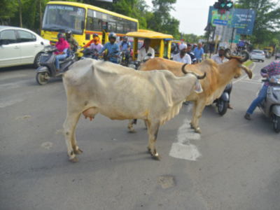 In 1st meet, cow panel seeks to end stray cattle menace