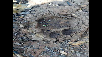 Claims on cub’s pugmarks keep foresters busy