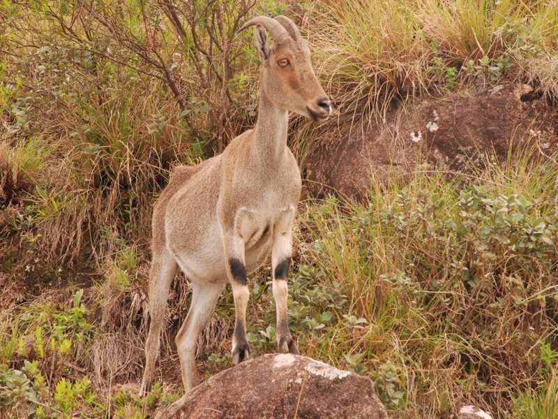 How well do you know Tamil Nadu's state animal? - Times of India