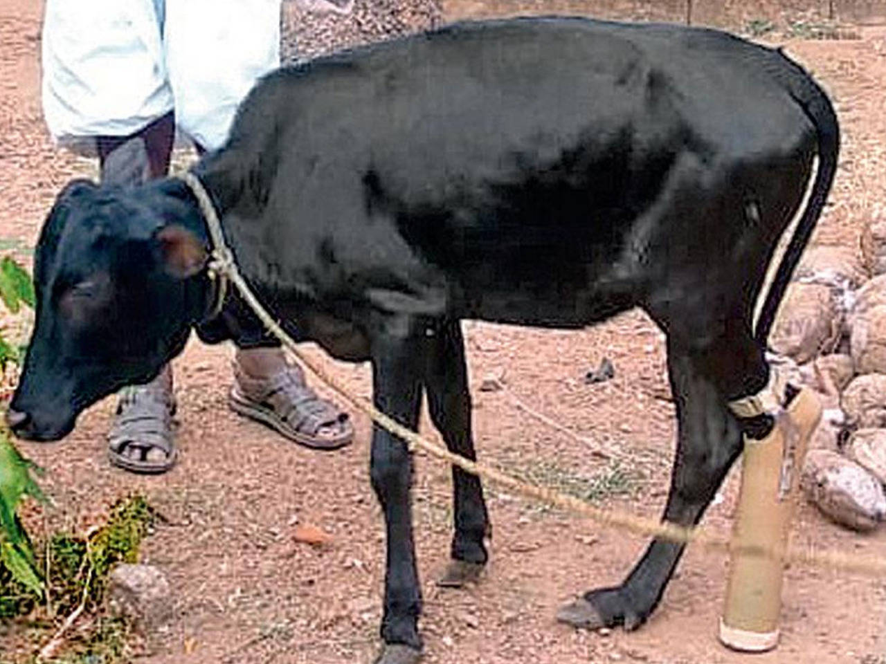 Cow legs