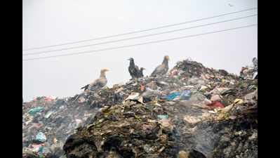Over 50 Egyptian vultures spotted near Shahjahanpur garbage dump