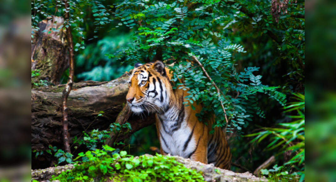 Best zoos in India and why you should visit them Times of India Travel