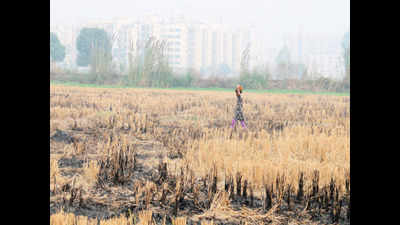 Economic cost of crop fires in Punjab, Haryana, Delhi Rs 2 lakh crore a year
