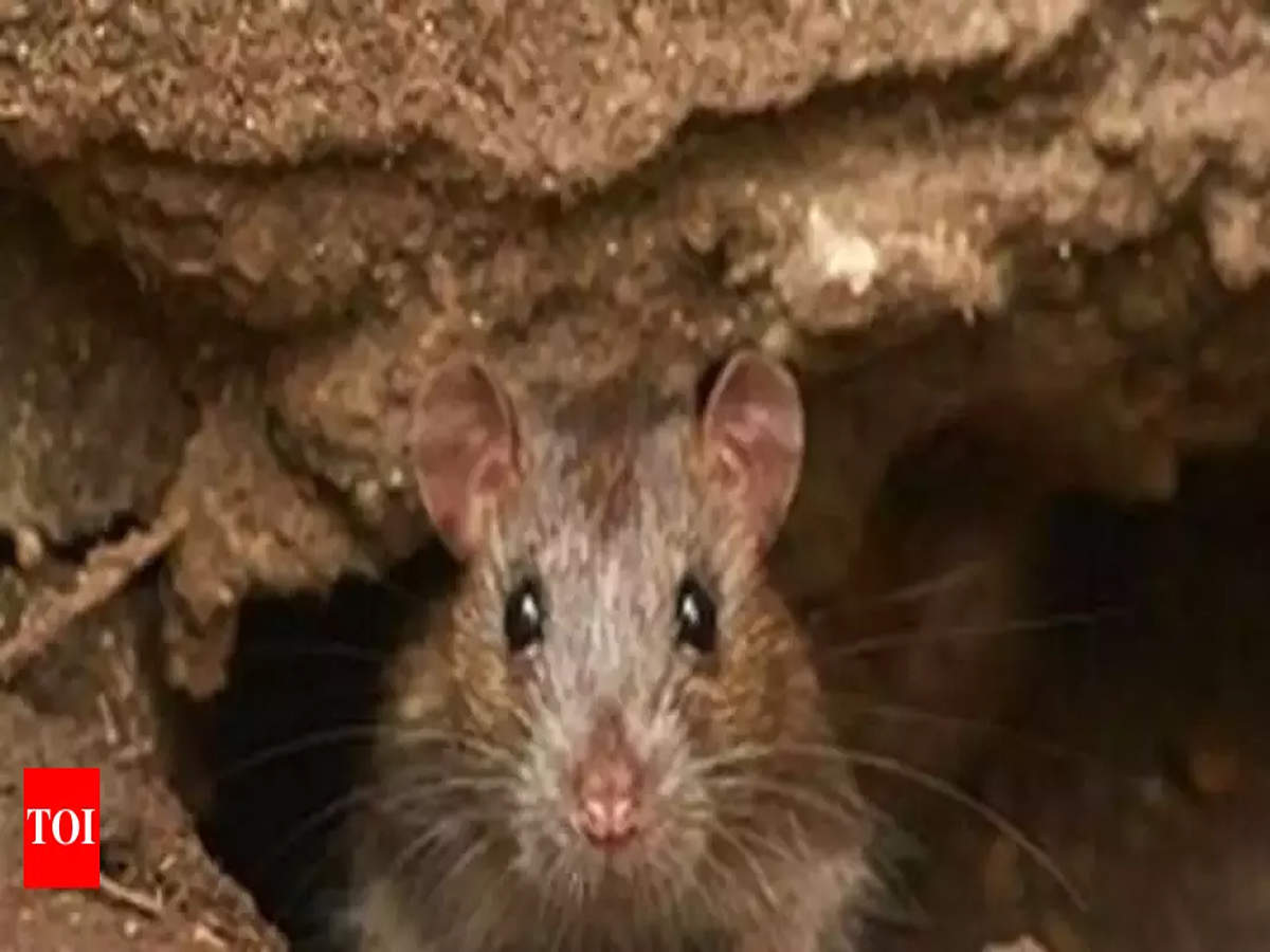 Rodents Pests Bleeding Railway Coffers Agra Division Alone To Spend Rs 24 Lakh For Pest Control Agra News Times Of India