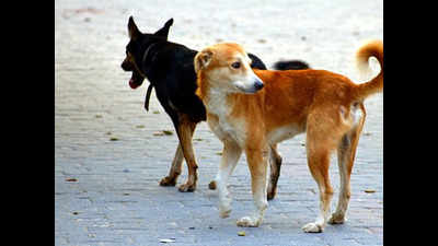 No respite from stray dog menace in Patiala