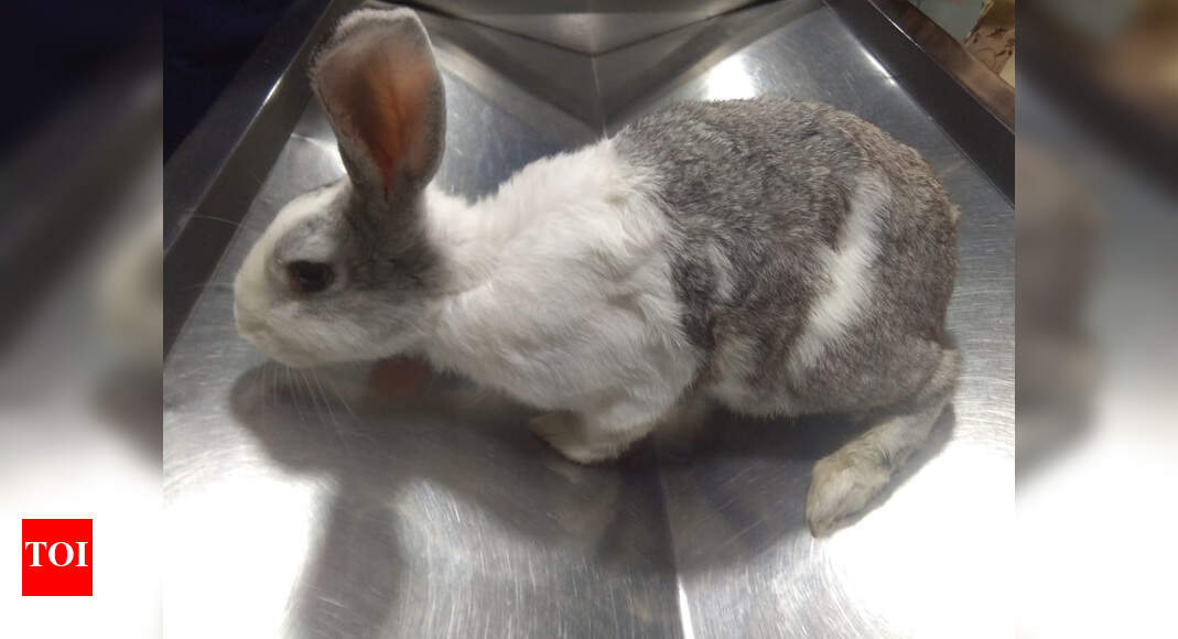 Mumbai Rabbit weighing 3kg operated upon, 500gm tumour removed from