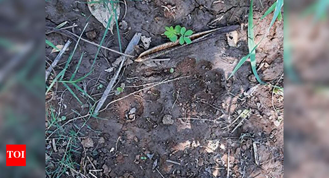Leopard not tiger cub left pugmarks in Signali village | Vadodara News ...