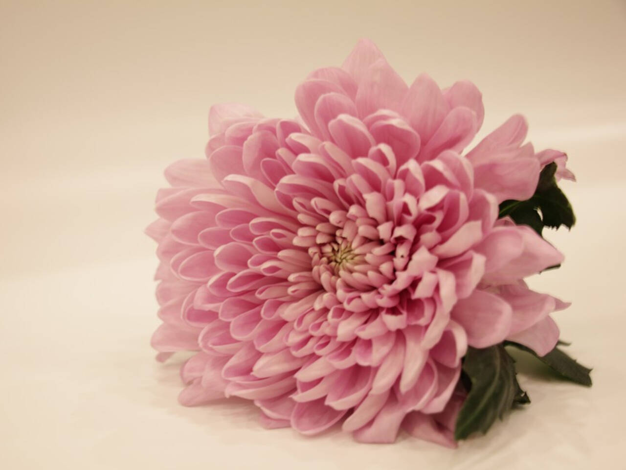 Daffodil Flower Name In Telugu Best Flower Site