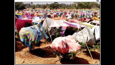Karnataka farmer drapes saris over pomegranate plants to protect them from blazing sun
