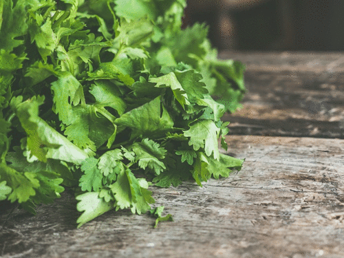 How Cilantro Removes Most Of Heavy Metals From Your Body