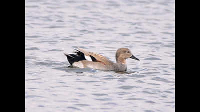 Ducks found dabbling in Chennai could be from Russia