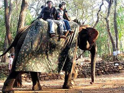 Zoo at Bondla may not see any more elephants | Goa News - Times of India Zoo at Bondla may not see any more elephants | Goa News - Times of India